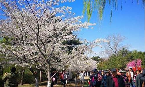 清明节去青龙湖公园_清明节去青龙湖公园好玩吗