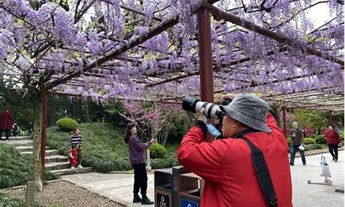 嘉定紫藤公园预约_嘉定紫藤公园预约电话